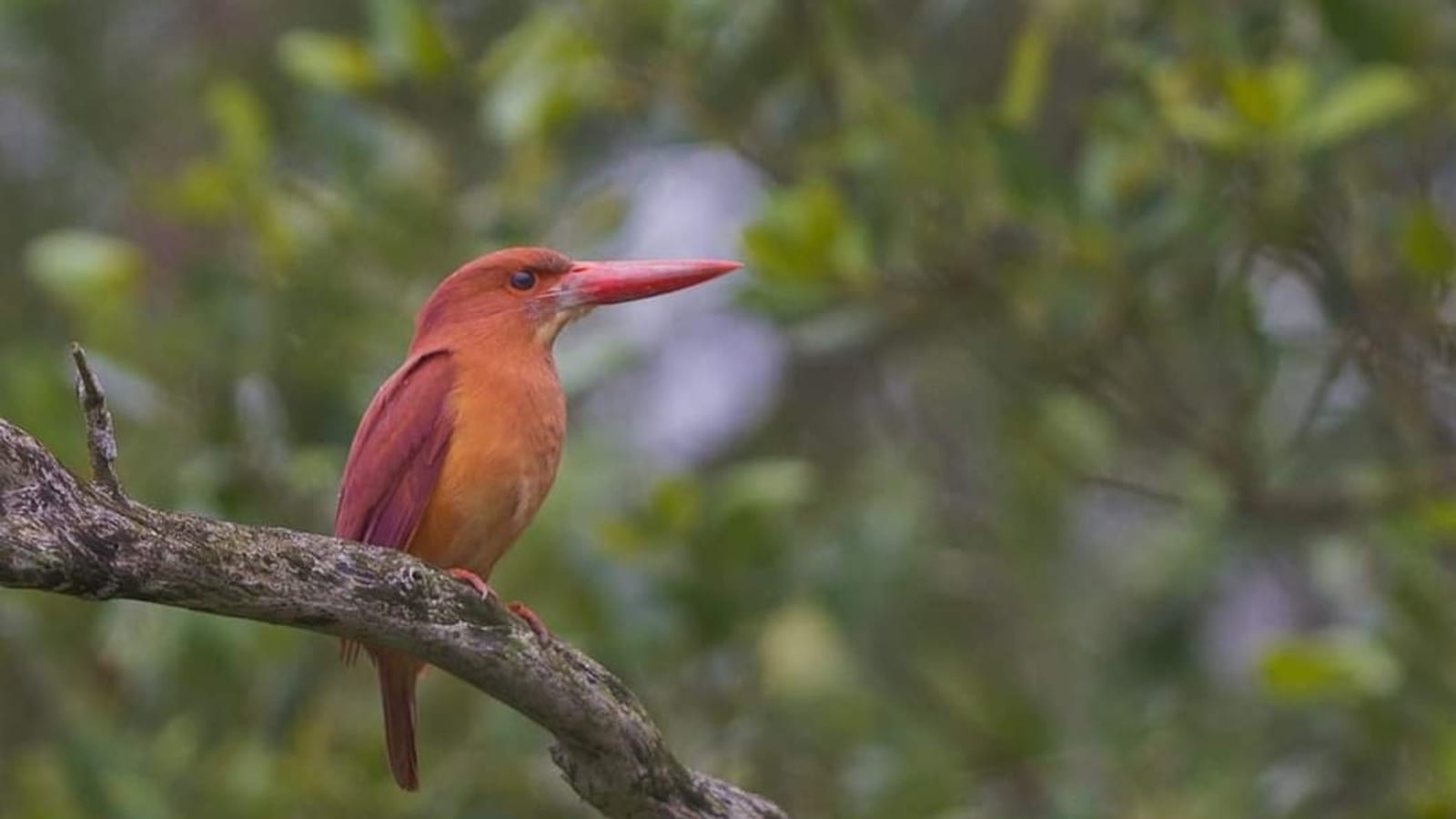 2-Day Sundarbans Jungle Safari from Kolkata with Canopy Walk