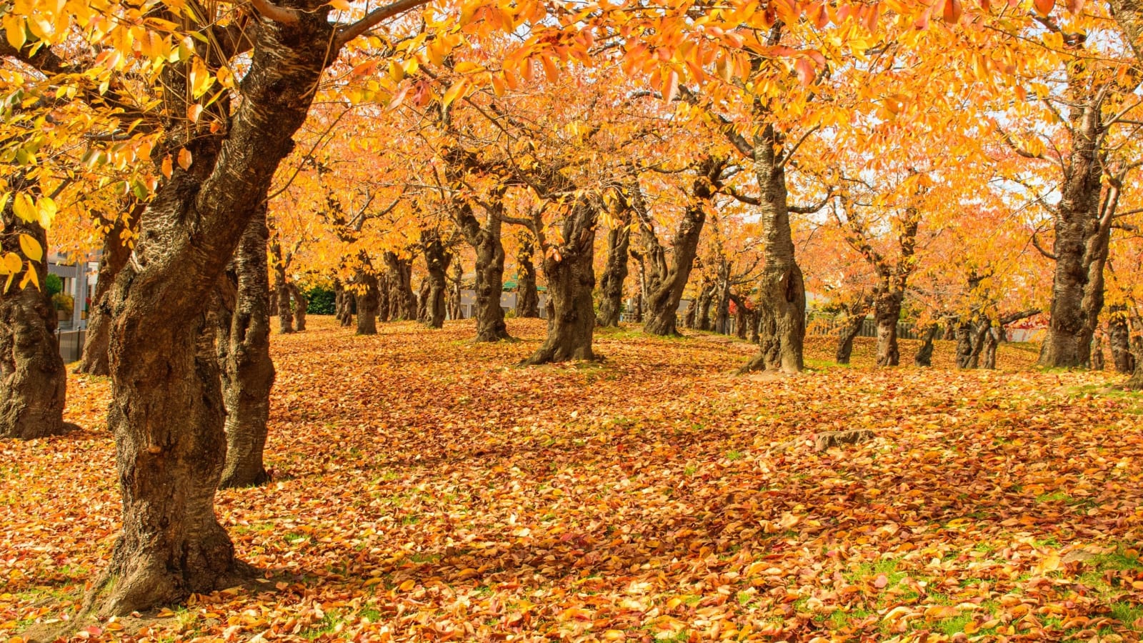 3-Hour Hakodate Goryokaku Walking Tour with Samurai History