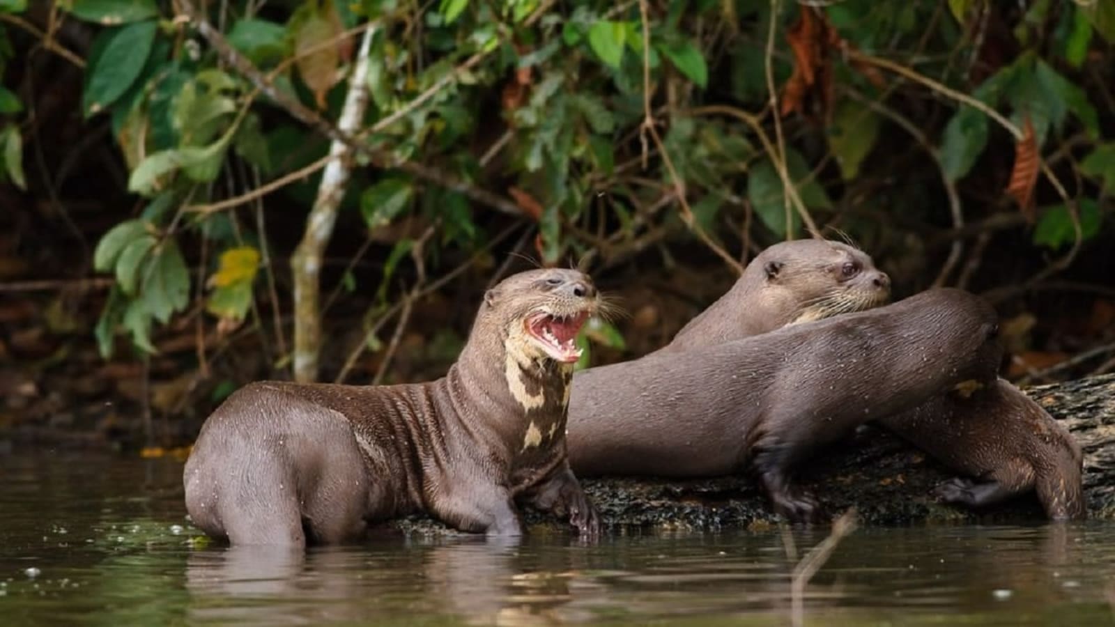 7-Hour Lake Sandoval Wildlife Tour from Puerto Maldonado