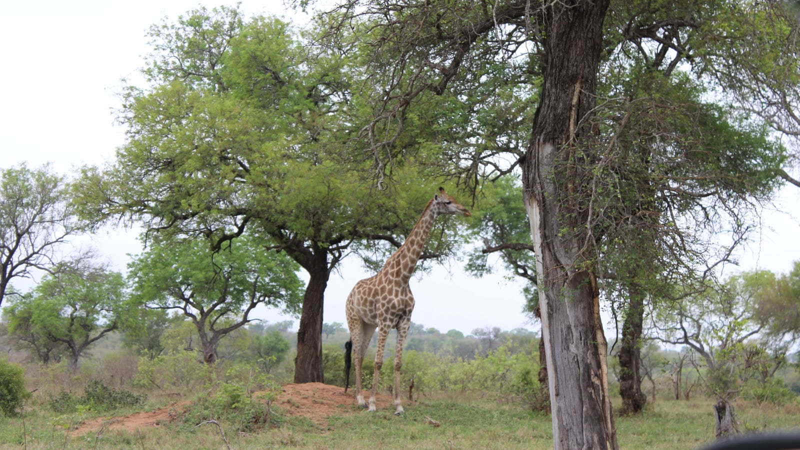 4-Day Kruger National Park Safari with Panorama Route and Culture