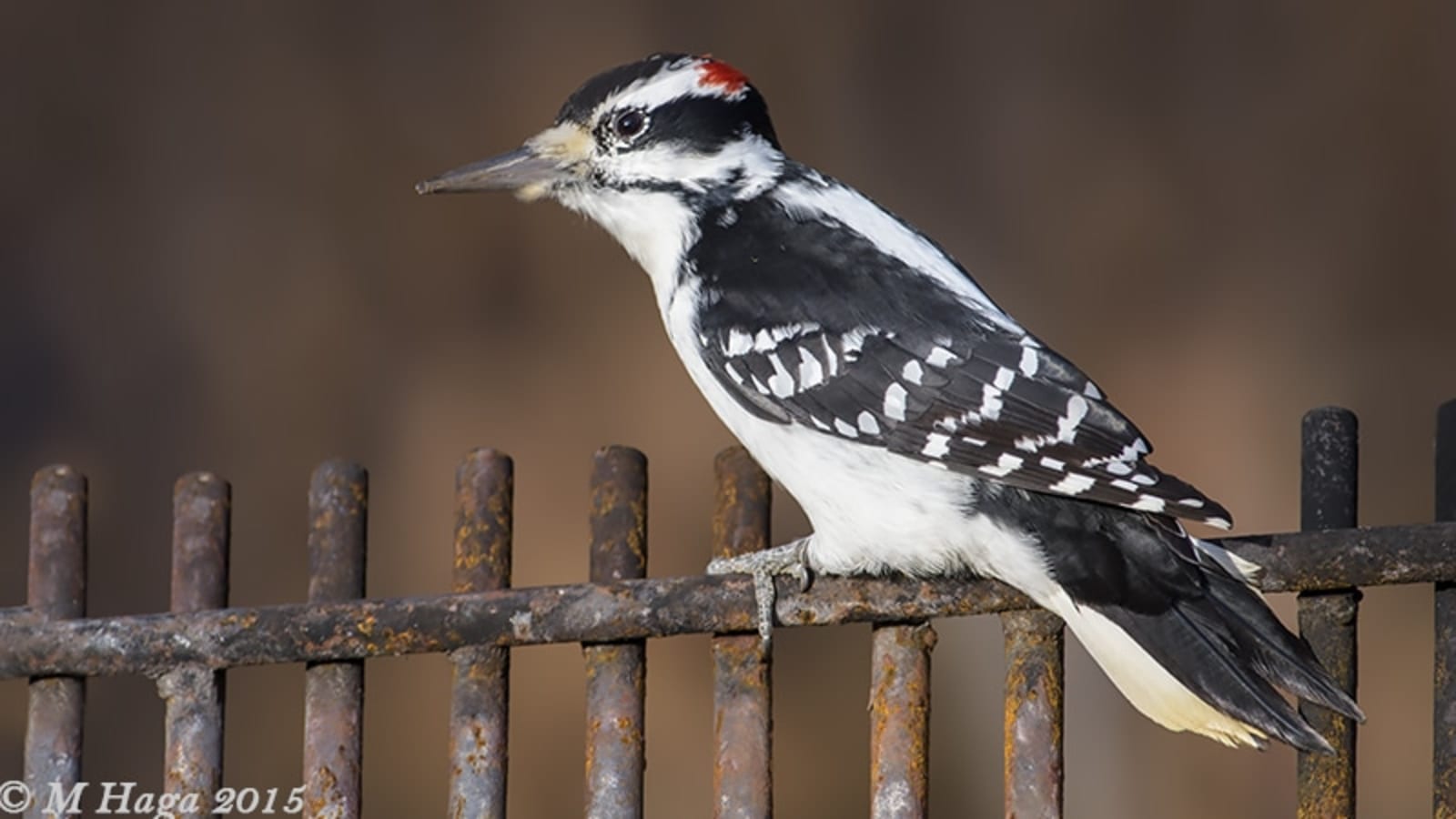 3-Hour Pike Lake Park Bird Watching Tour with Chickadee Feeding