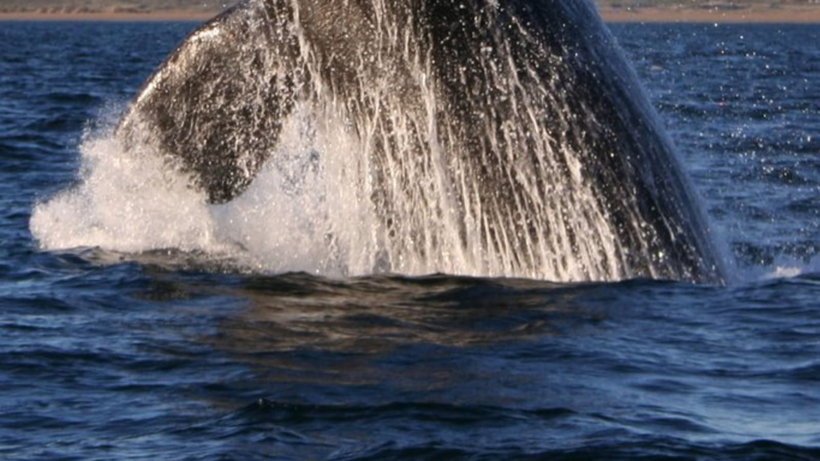 Full-Day Hermanus Whale Watching Tour from Cape Town with Coastal Drive