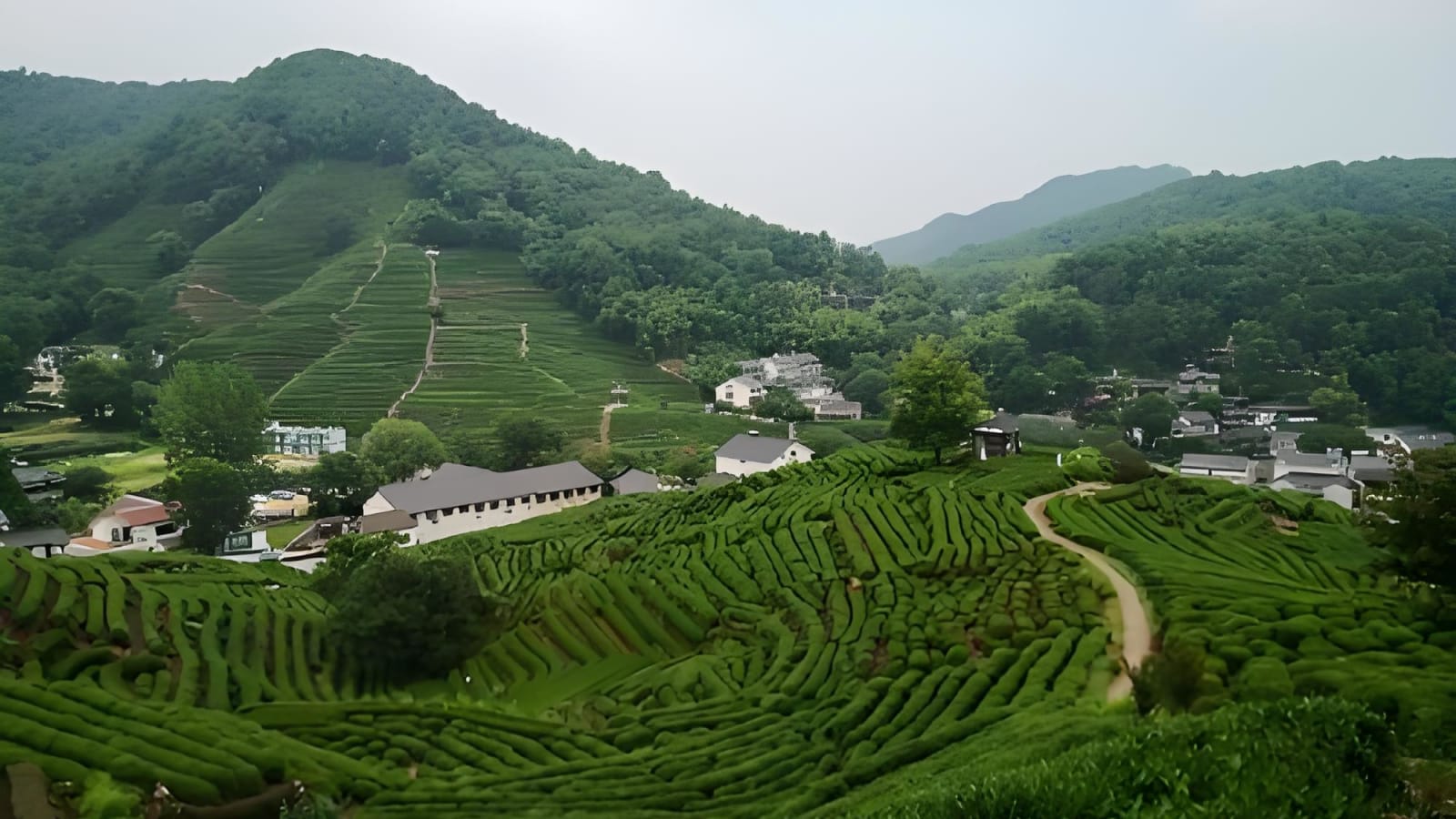 8-Hour Hangzhou Tea Hills Hiking Tour from Shanghai with Longjing