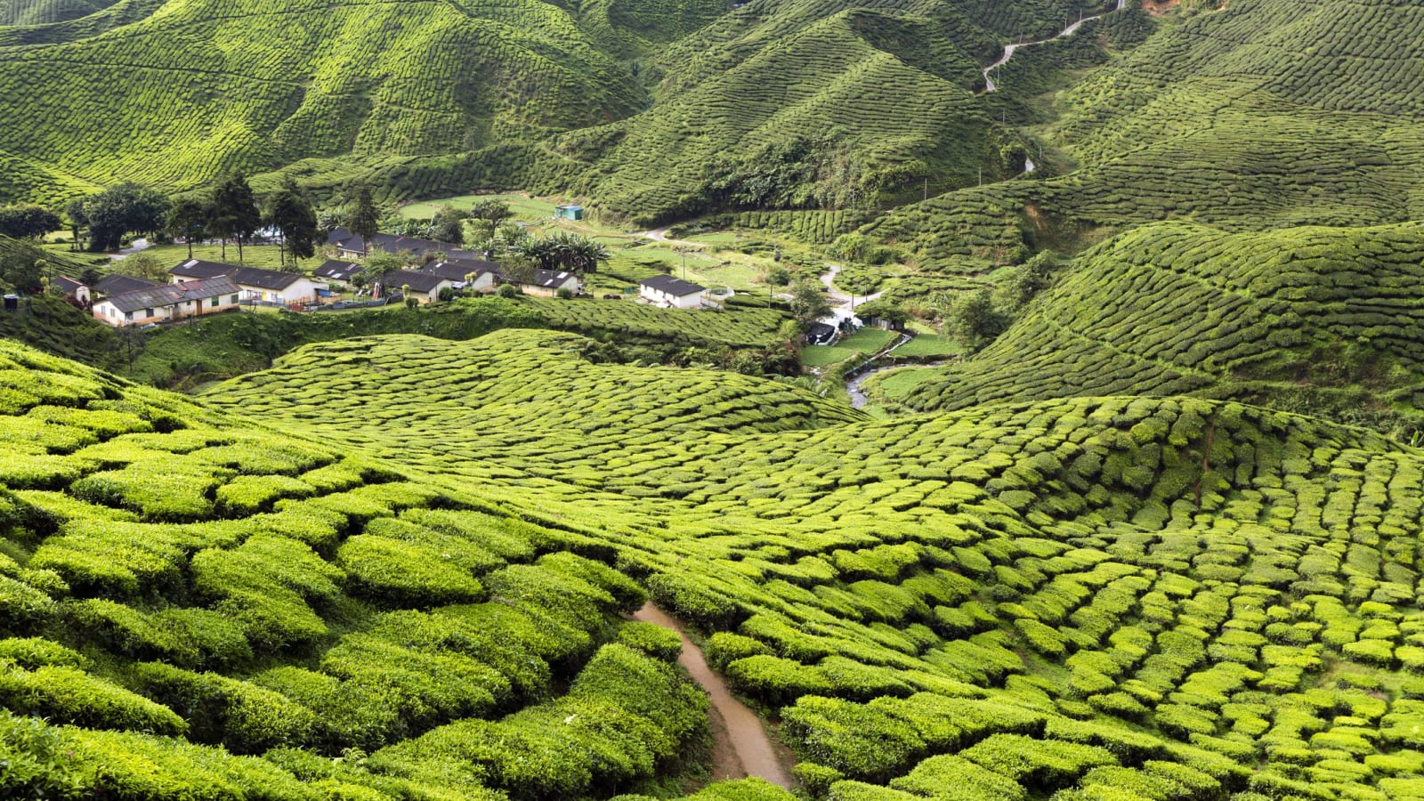 2-Day Cameron Highlands Tour from Kuala Lumpur with Tea Plantations