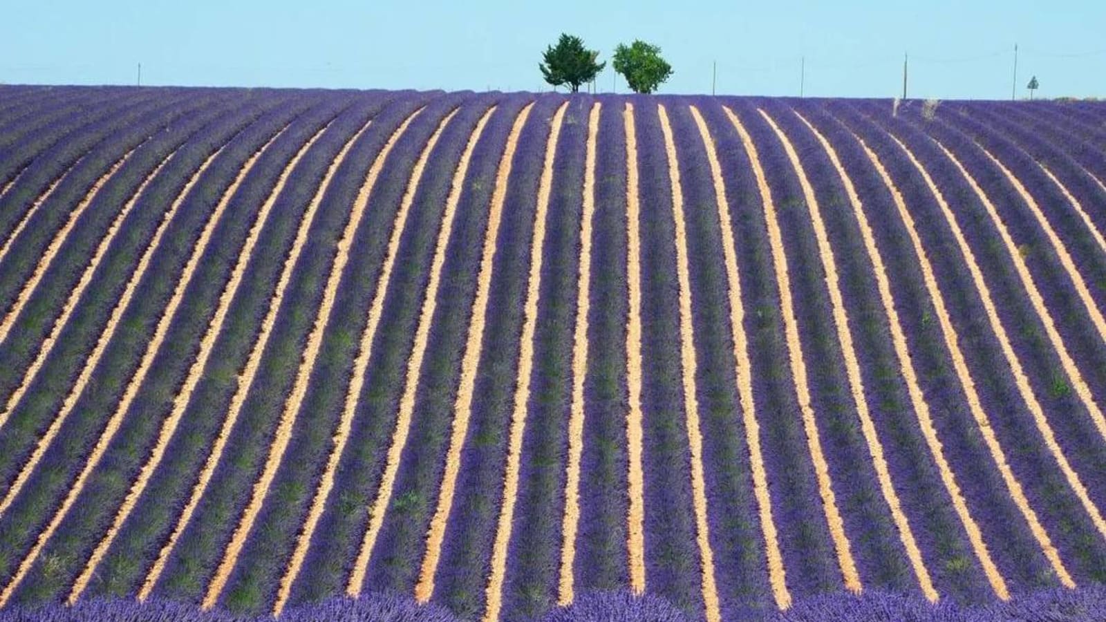 8-Hour Valensole Lavender Tour from Aix-en-Provence with Verdon