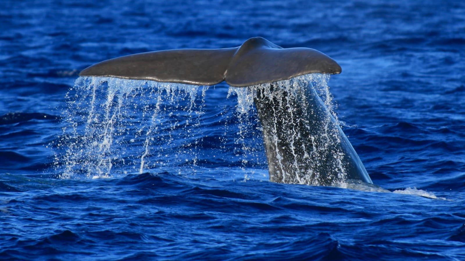 3-Hour Marine Safari in Ponta Delgada with Whale Watching