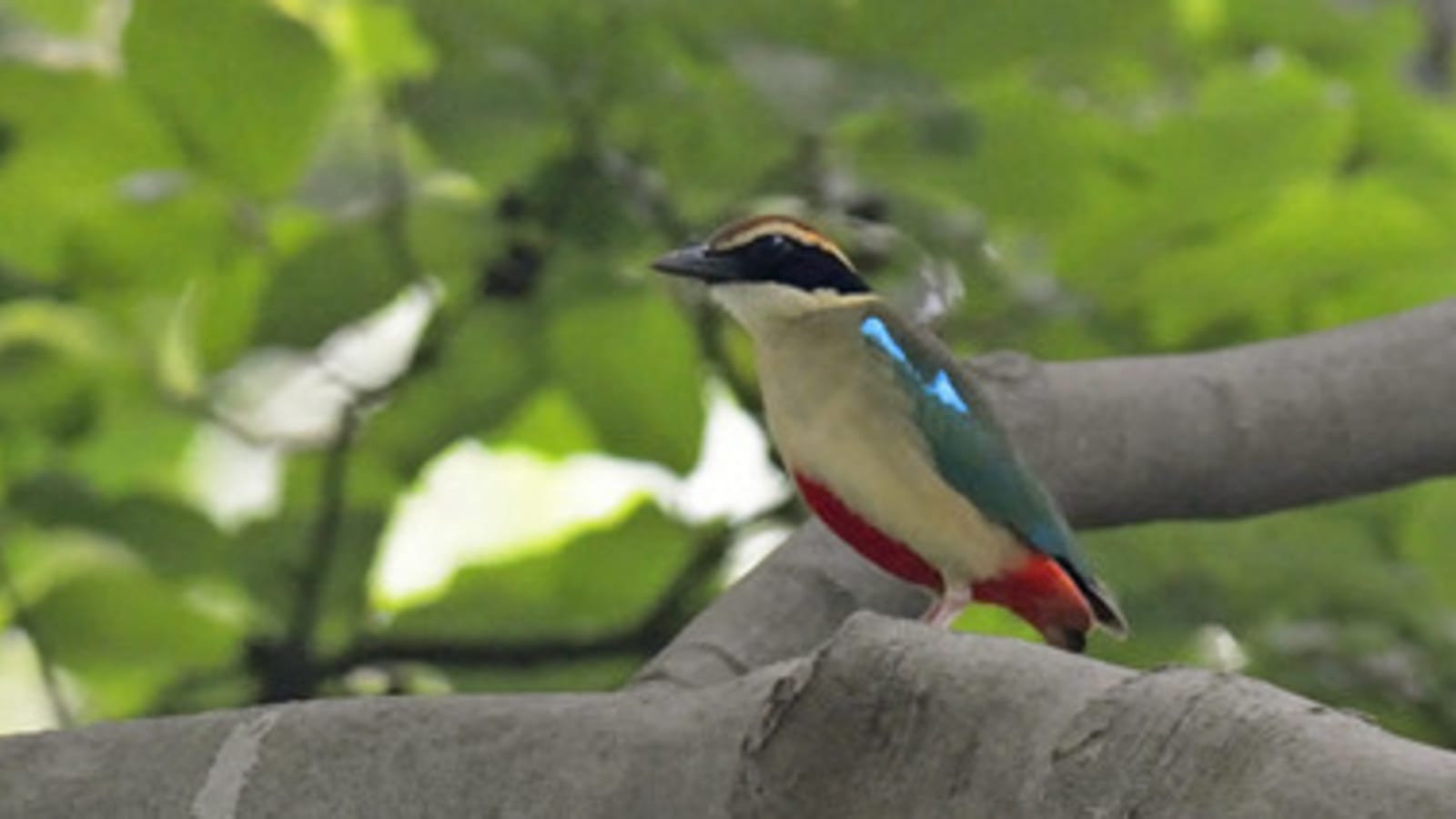 1-Day Nanjing Birdwatching Tour from Shanghai with Xuanwu Lake