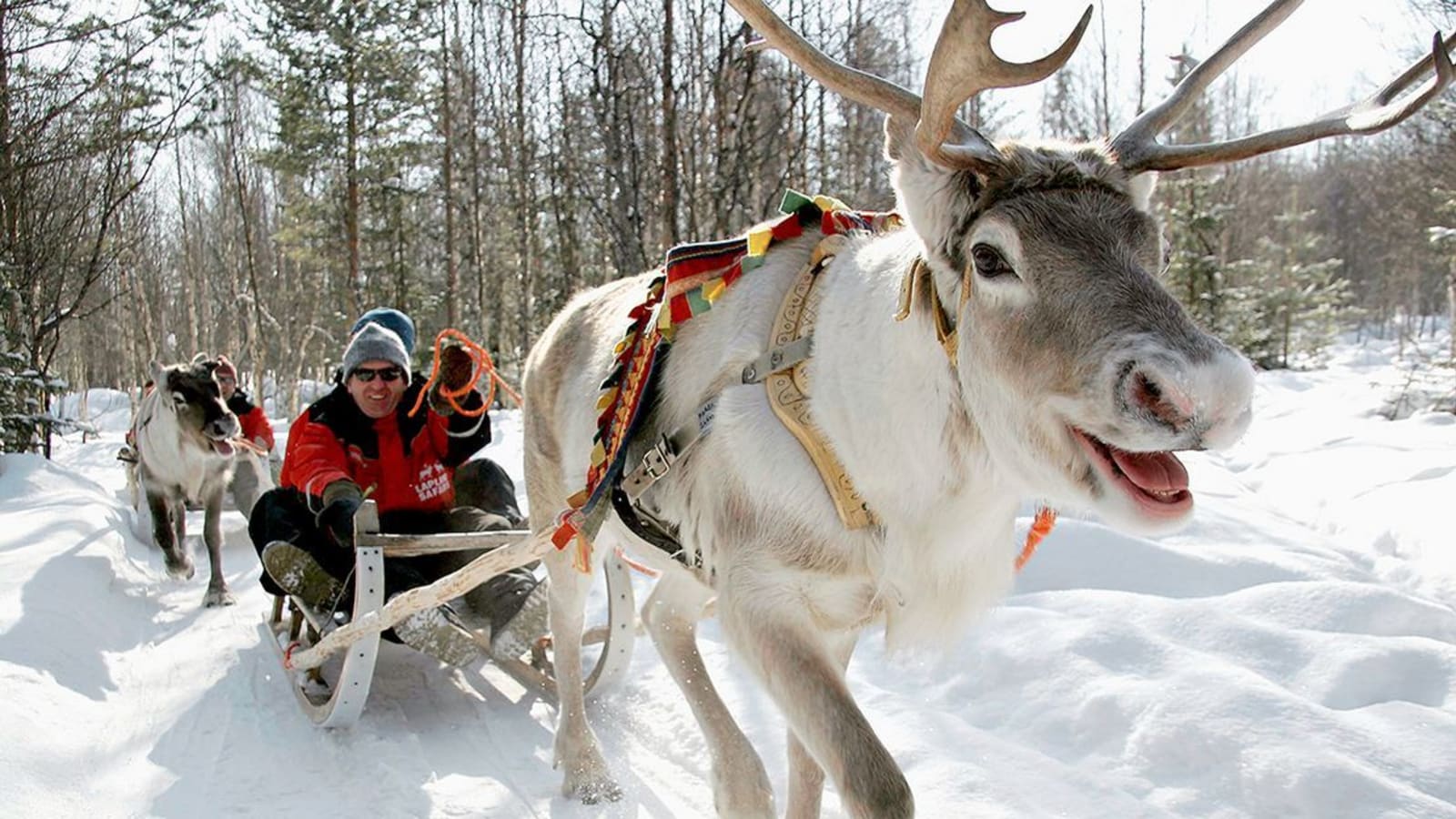 4-Hour Husky Farm Tour in Murmansk with Dog Sleigh Ride
