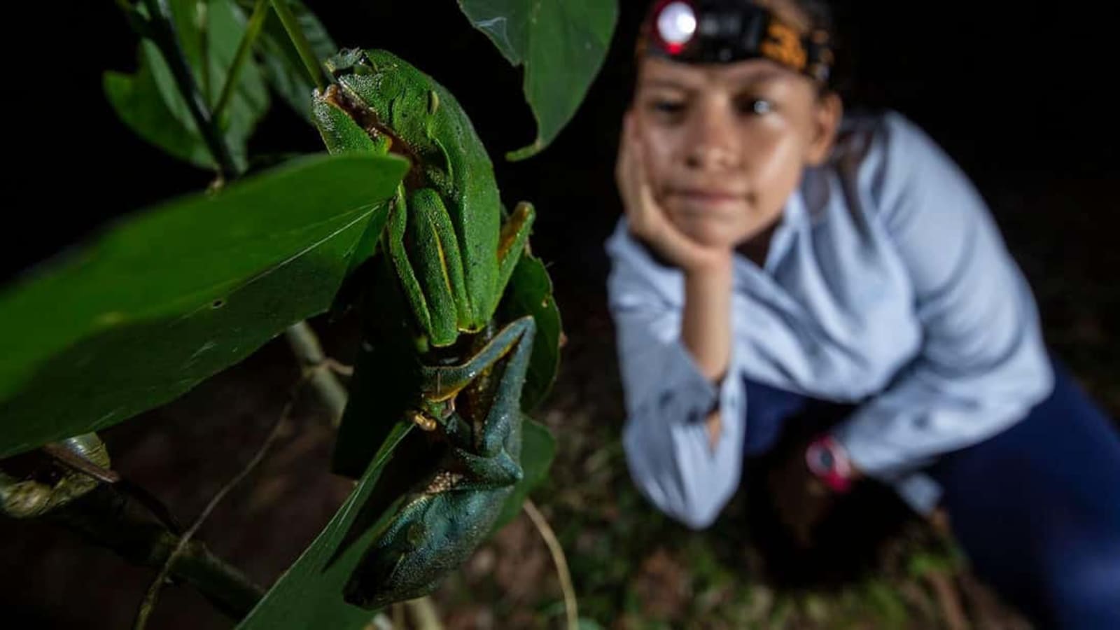 4-Hour Tambopata Night Walk from Puerto Maldonado with Sunset