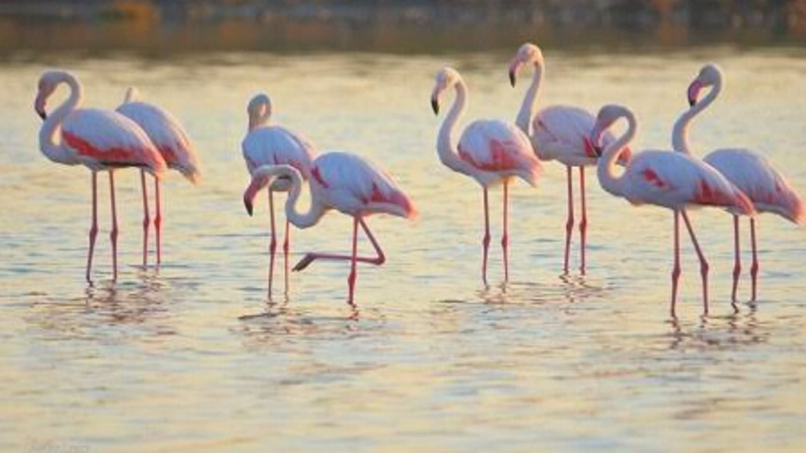 4-Hour Taranto Nature Tour with Salina Dei Monaci and Watchtowers