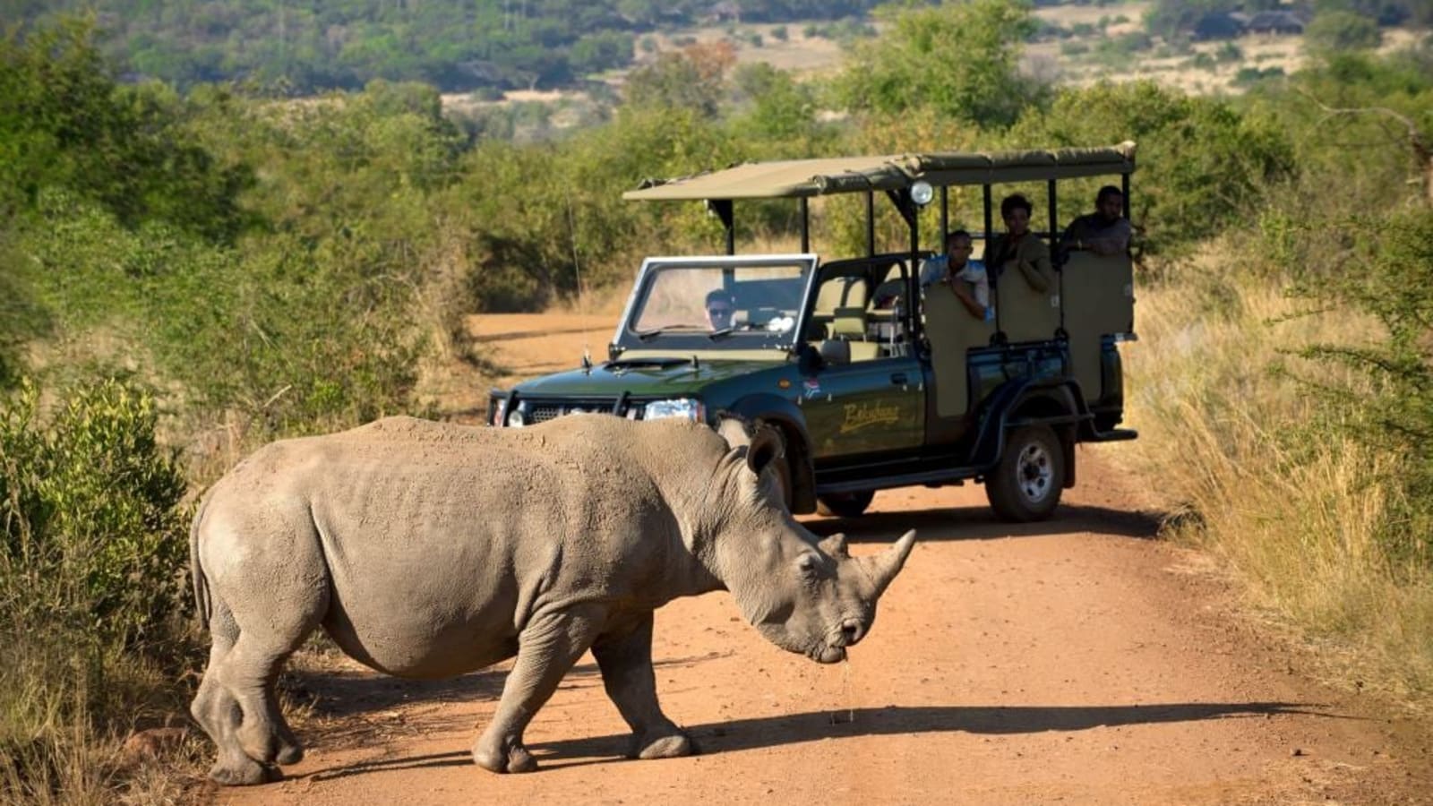 3-Day Pilanesberg Safari Tour with Sun City and Lodge Stay