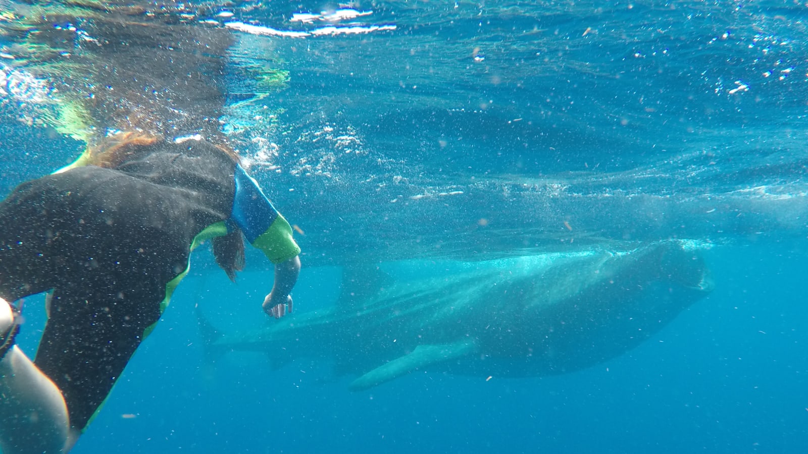 5-Hour Whale Shark Snorkeling Tour in Riviera Maya near Holbox