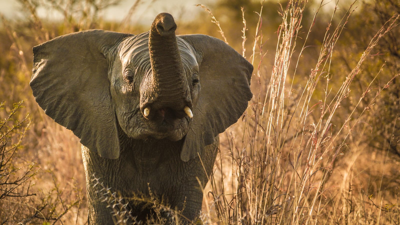 10-Hour Whale Watching and Addo Elephant Park Tour from Port Elizabeth