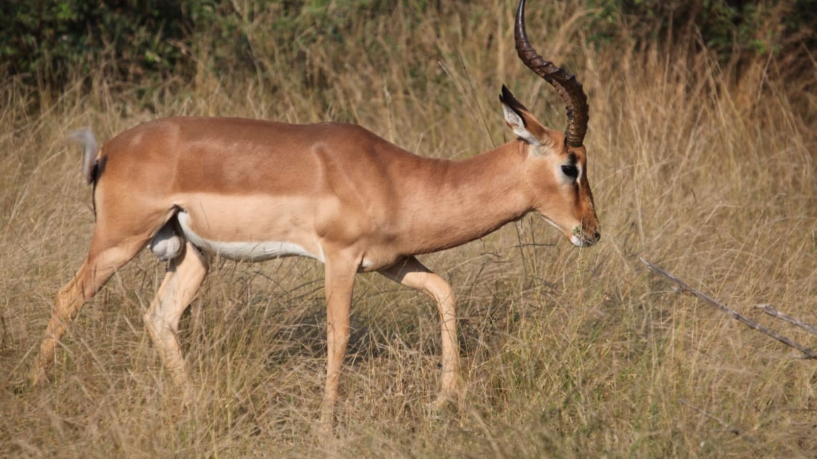 10-Hour Aquila Private Game Reserve Safari from Cape Town