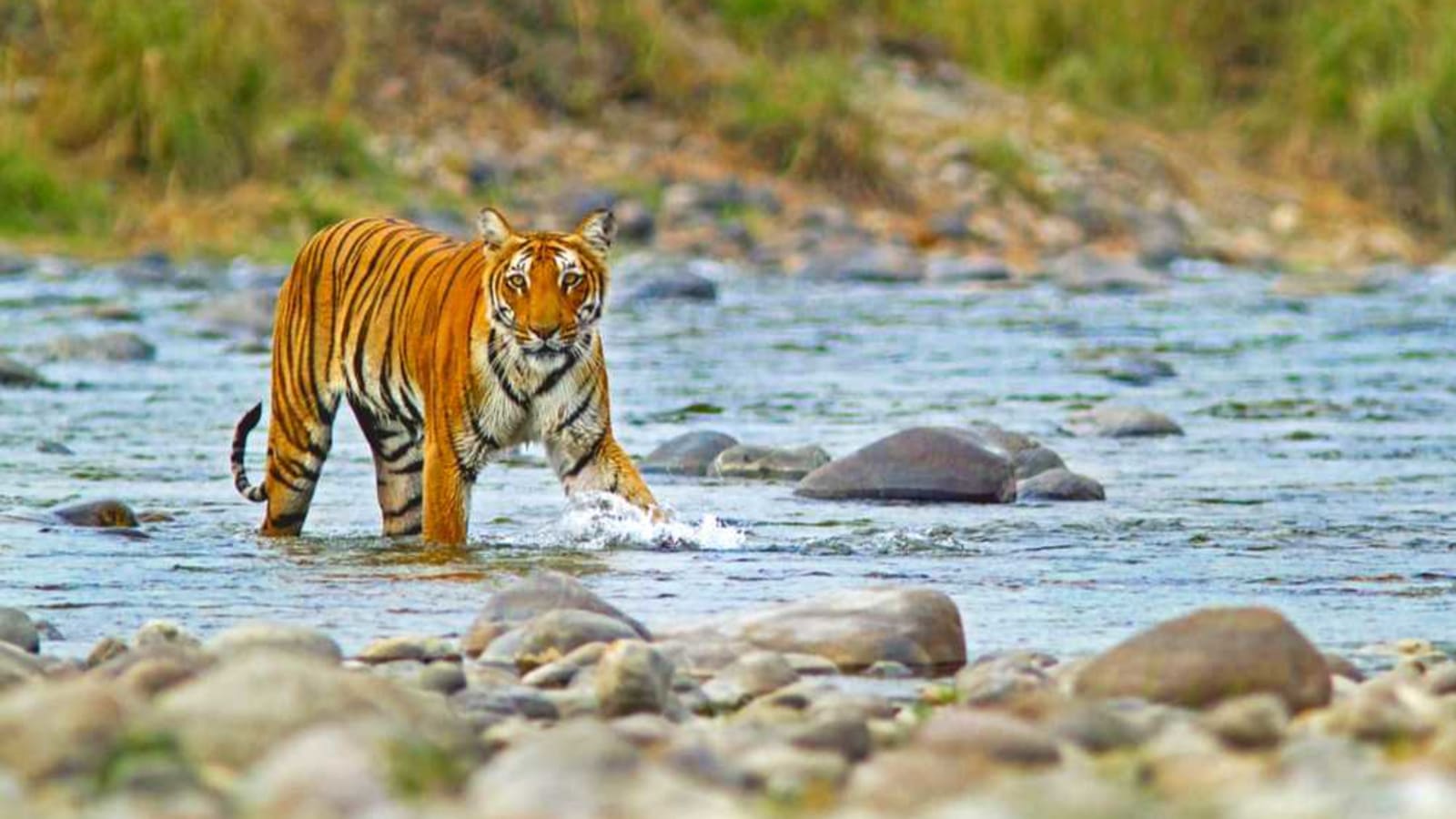 3-Day Jim Corbett Wildlife Safari with 2 Jeep Safaris