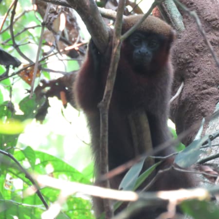 Expedición de 4 días en Tambopata con Lago Sandoval y fauna amazónica