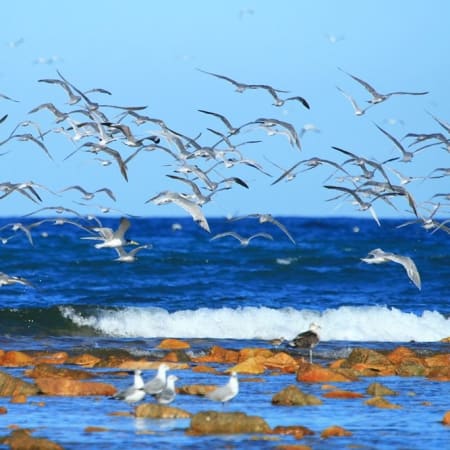 5-Hour Cape Recife Tour with Lighthouse and Grysbok Reserve