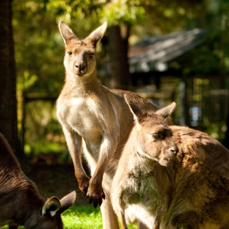 Full-Day Yarra Valley Wine Tour with Healesville Sanctuary