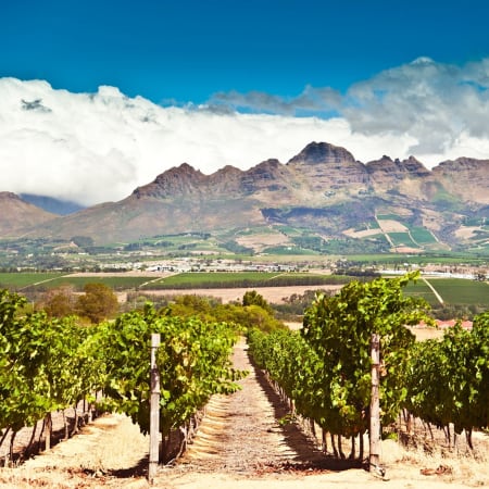 8-Hour Stellenbosch Wine Tour from Cape Town with 3 Estate Visits