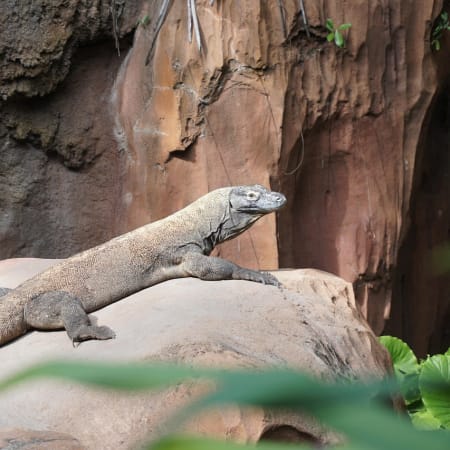 3-Day Komodo Boat Tour from Labuan Bajo with Dragons and Snorkeling