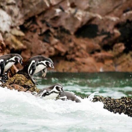 Tour de 1 día a Paracas, Ica y Huacachina con Ballestas y cata
