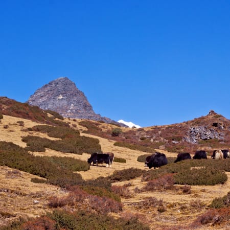 12-Day Goechala Trek in Sikkim with Dzongri Sunrise and Samity Lake