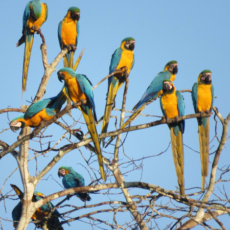 Expedición de 4 días en Tambopata con Lago Sandoval y fauna amazónica