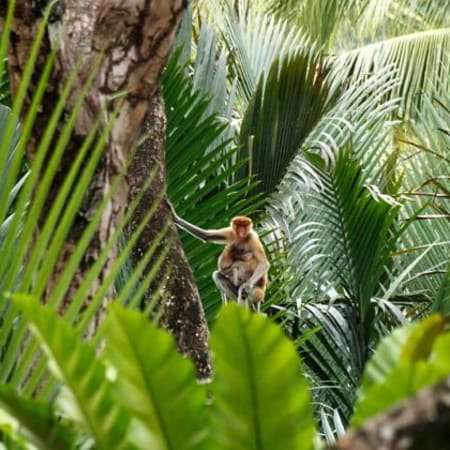 3-Hour Mangrove Safari Boat Tour in Bandar Seri Begawan
