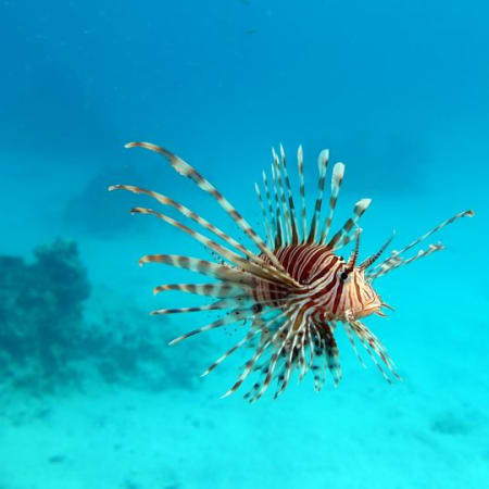 5-Hour Snorkelling Boat Trip in Marsa Alam with Turtles and Dugong