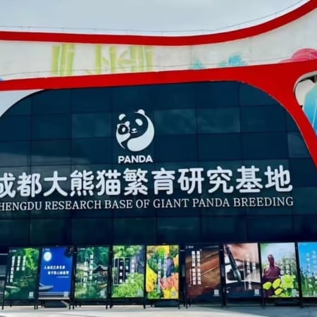 3-Hour Chengdu Panda Base Tour with Giant Panda Viewing