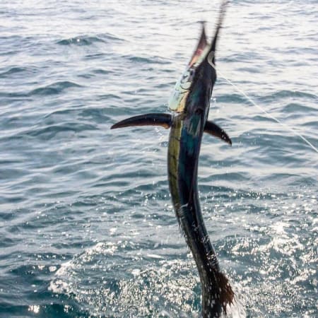 3-Day Sports Fishing Tour in Kuala Rompin with Sailfish Hunting