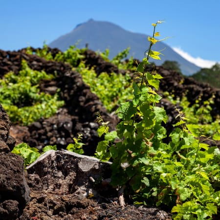 3-Hour Pico Island Wine Tour with Criação Velha UNESCO Vineyards