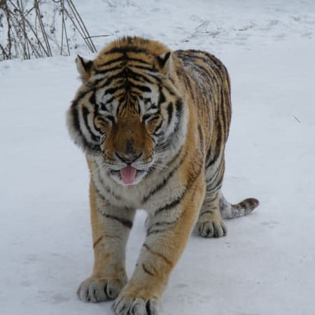 2-Day Harbin Ice and Snow Tour with Sun Island and City Highlights