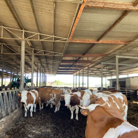 4-Hour Burrata Tour from Bari with Masseria Cheesemaking Experience