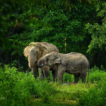 3-Day Upper Assam Wildlife and Heritage Tour with Dehing Patkai