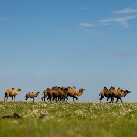 6-Day Mongolia Monastery and Nomadic Tour with Khustai and Terelj