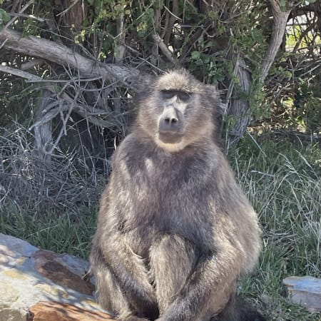 Full-Day Cape Point Tour from Cape Town via Chapman's Peak