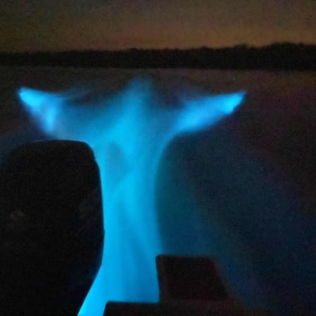 7-Hour Kuala Selangor Fireflies Tour with Blue Tears Watching