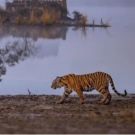 3-Day Jim Corbett Safari Tour with Tribal Village Experience