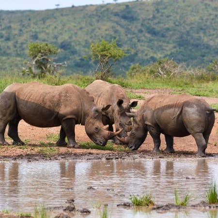 21-Day South Africa Safari and Culture Tour with Cape Town and Kruger
