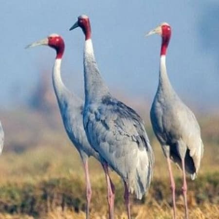10-Hour Birdwatching Tour to Keoladeo National Park from Delhi