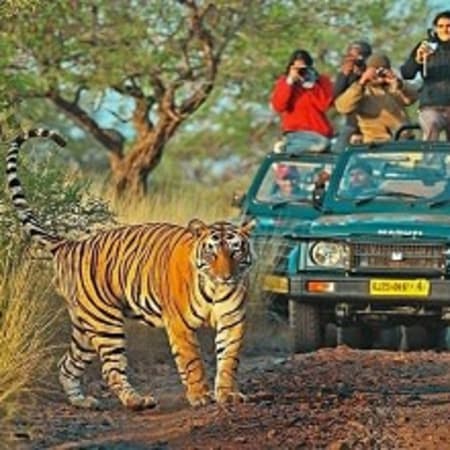 5-Day Kanha and Tamia Wildlife Tour with Tribal Village Experiences