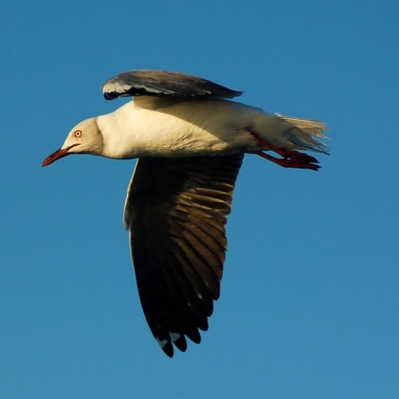 5-Hour Cape Recife Tour with Lighthouse and Grysbok Reserve