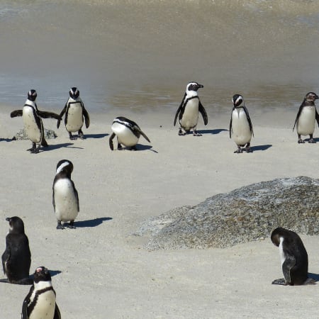 Full-Day Cape Peninsula Tour with Penguins and Chapman's Peak