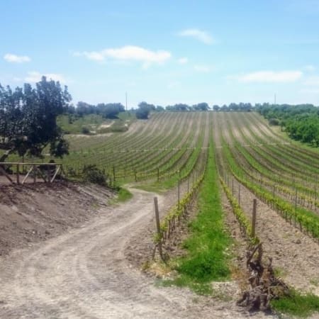 8-Hour Ragusa Wine and Olive Oil Tour through the Cerasuolo DOCG
