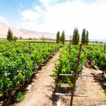 7-Hour Wine Tasting Tour in Ica with Tacama and Lovera Wineries