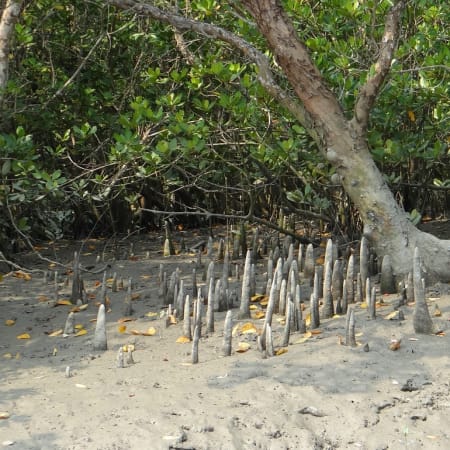 3-Day Sundarbans Wildlife Safari from Kolkata with Village Stay
