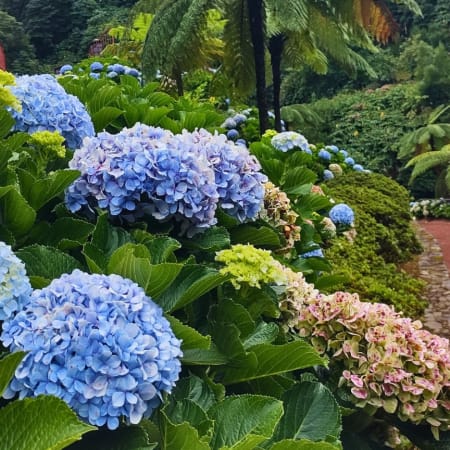 7-Hour Sete Cidades and Mosteiros Tour with Azorean Lunch