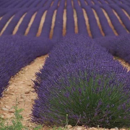 8-Hour Valensole Lavender Tour from Aix-en-Provence with Verdon
