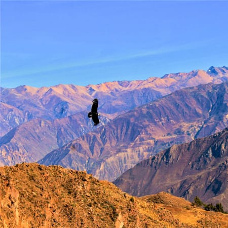 Full-Day Colca Canyon Tour from Arequipa with Condor Viewing